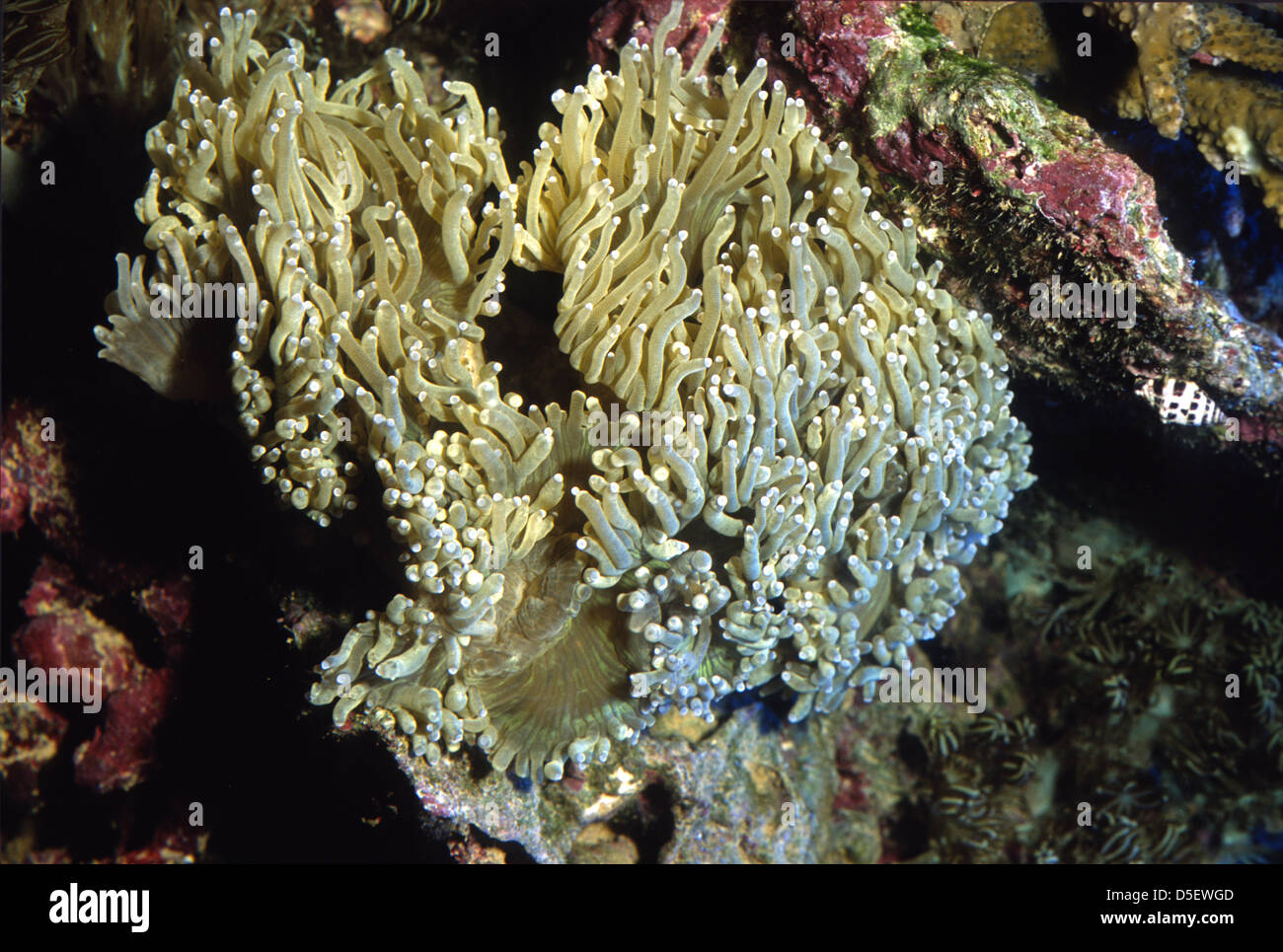 Aussie Torch Coral, Euphyllia glabrescens, Euphylliidae Indo-pacific Ocean Stock Photo