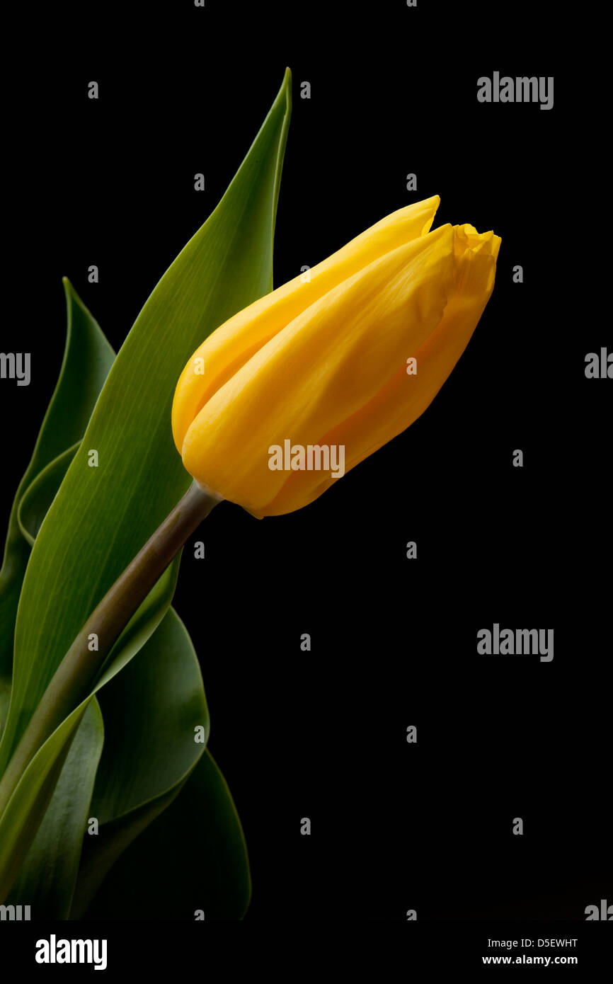 Tulip on black background Stock Photo - Alamy