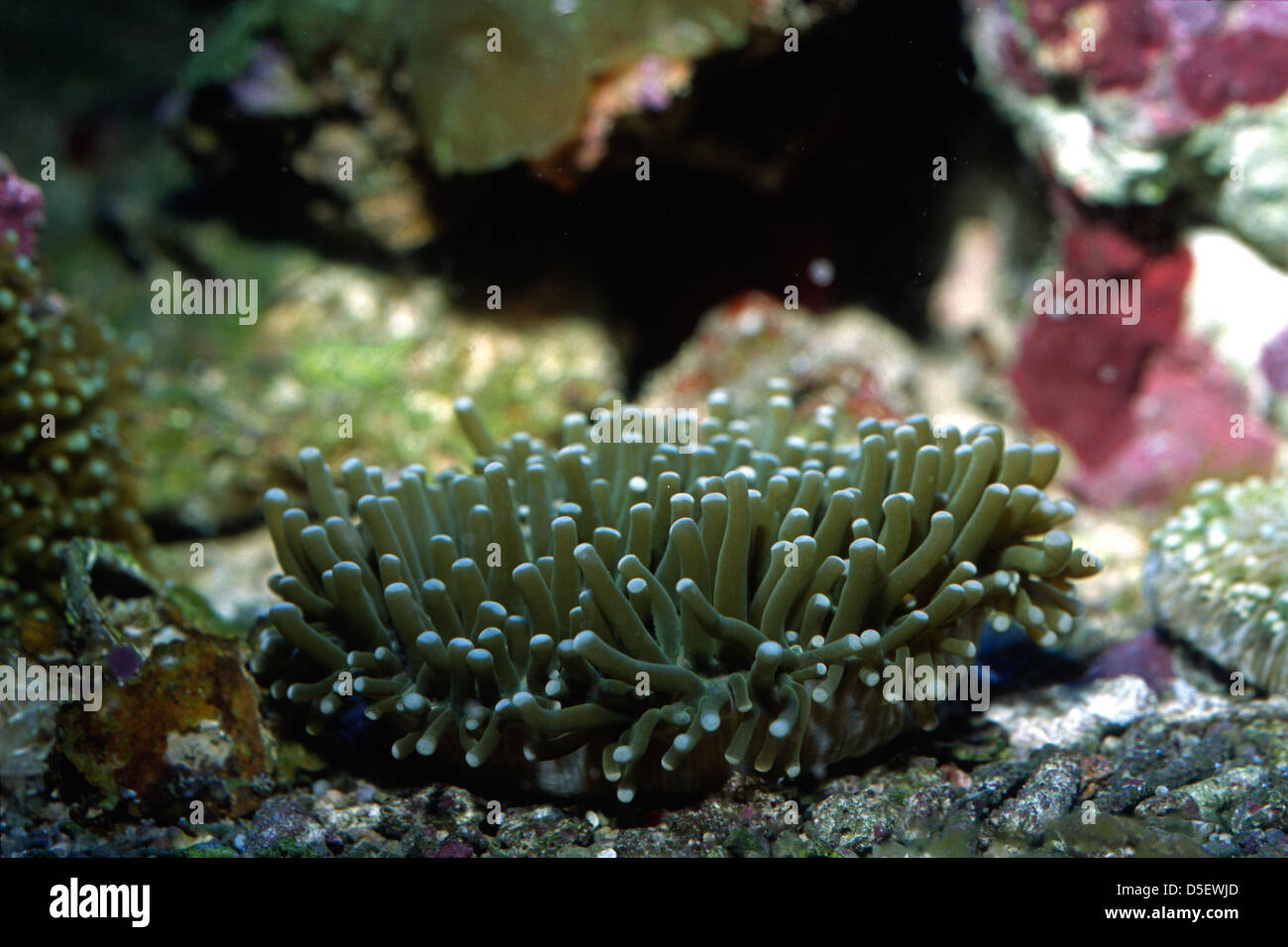 Sunflower mushroom hard coral. Heliofungia actiniformis, Fungiidae, Indo-pacific Ocean Stock Photo