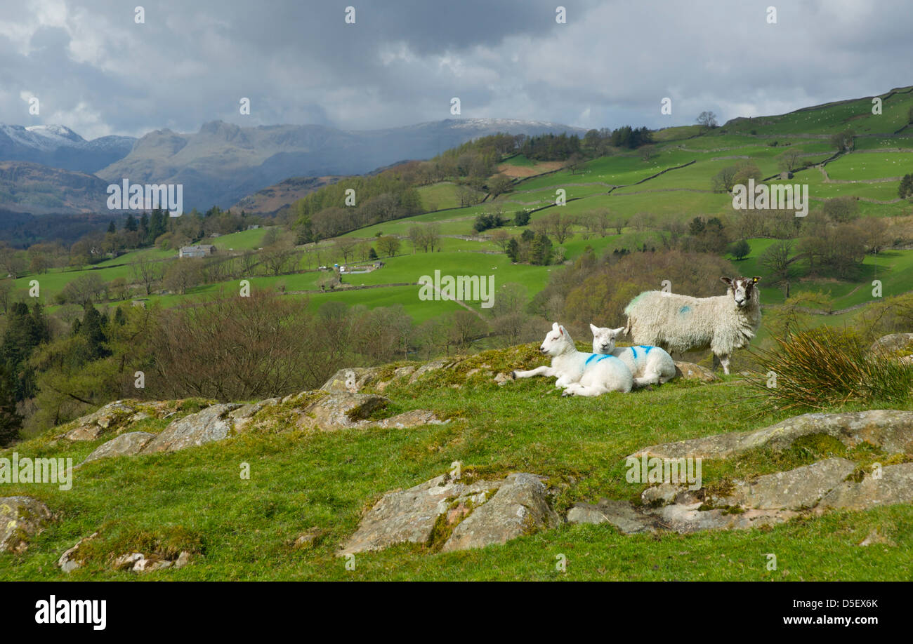 Sheep and lambs above Troutbeck Valley, with Langdale Pikes in the distance, Lake District National Park, Cumbria, England UK Stock Photo