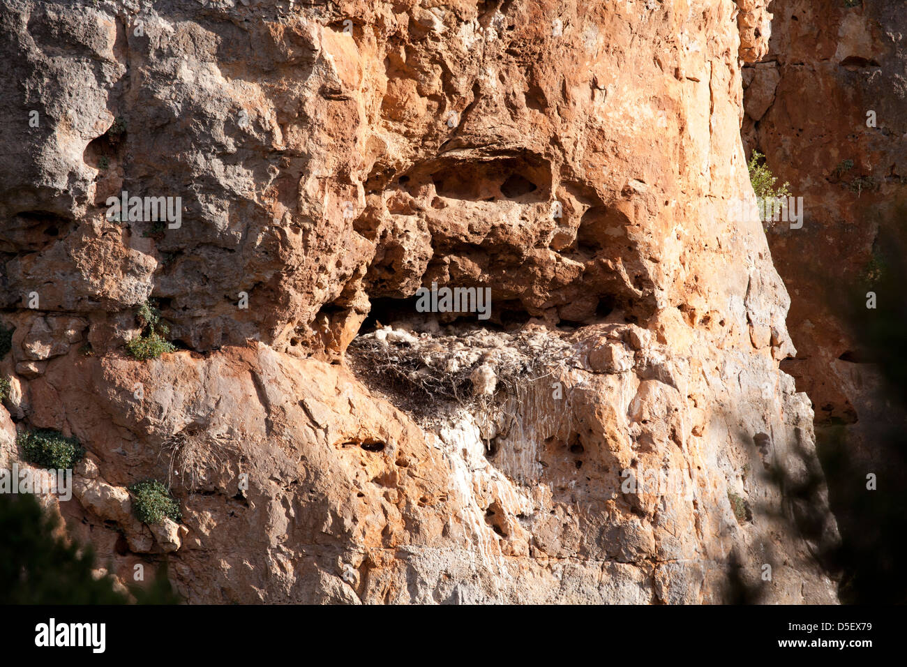 Nest of Egyptian Vulture, Soria, Spain Stock Photo