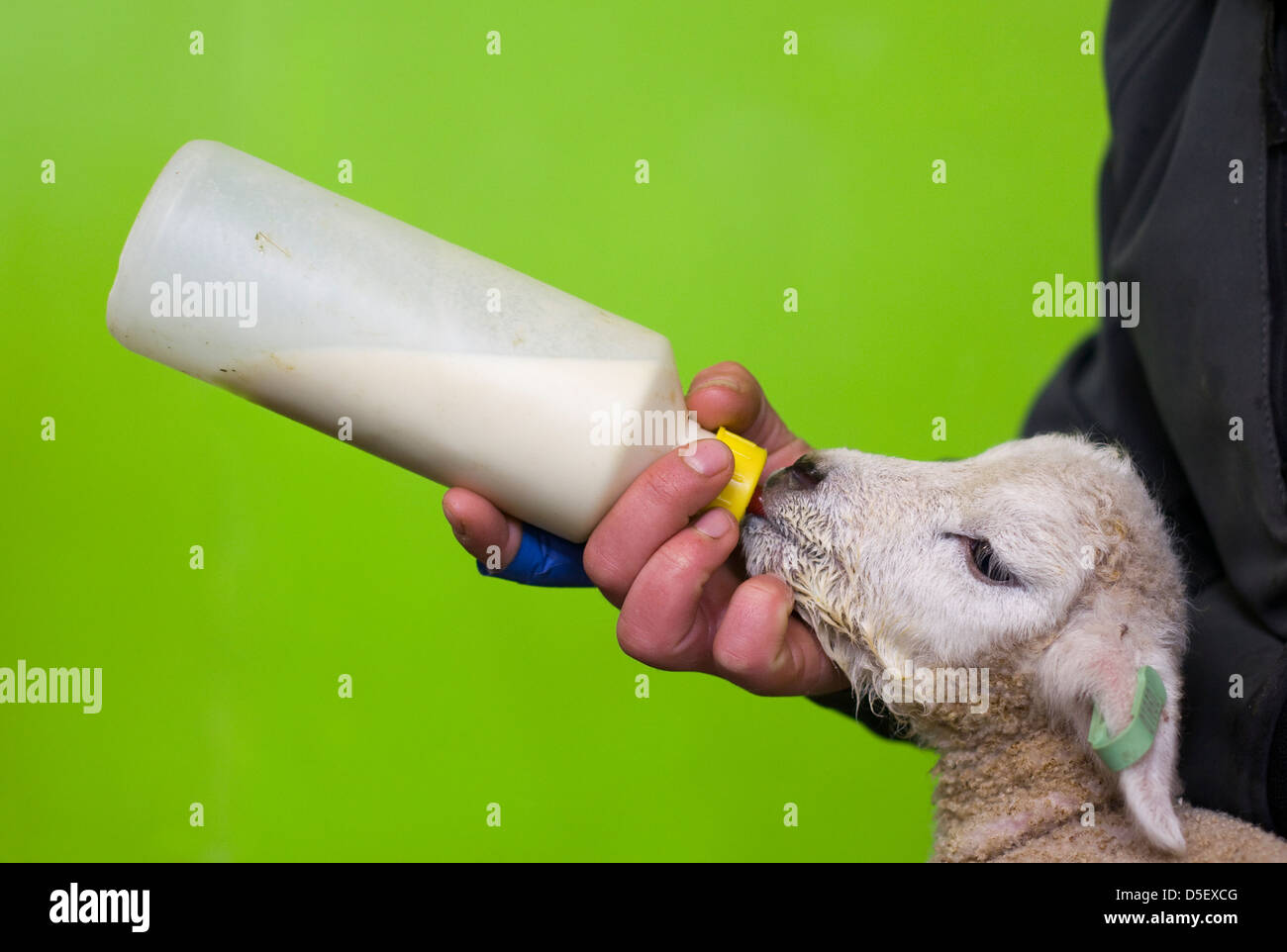 Orphaned lamb being bottle fed milk hires stock photography and images
