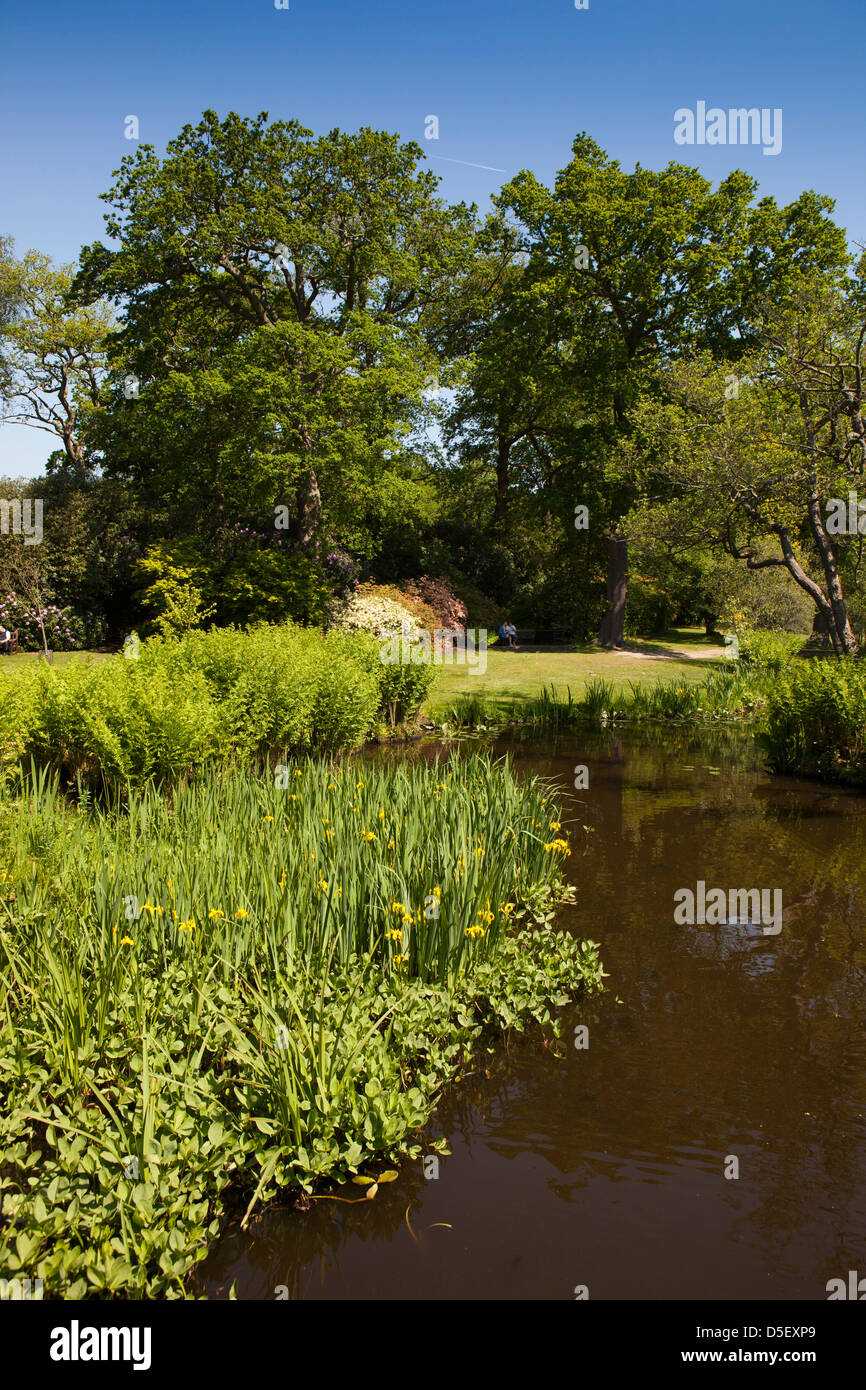 England, Berkshire, Windsor, Savill Garden, irises beside lake in bog garden Stock Photo
