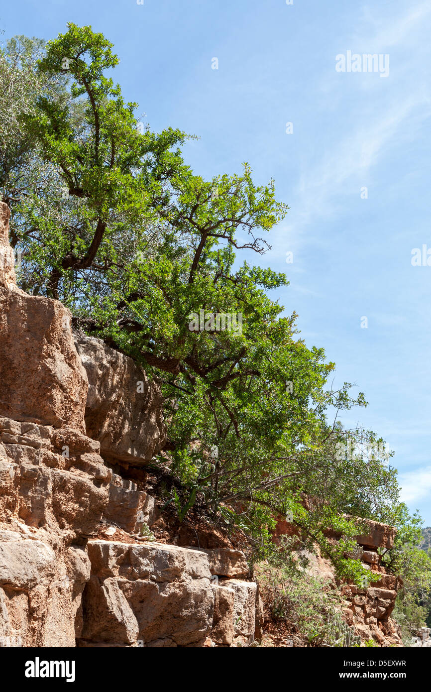 Argan tree clinging to rock, Paradise Valley, Agadir, Morocco Stock Photo