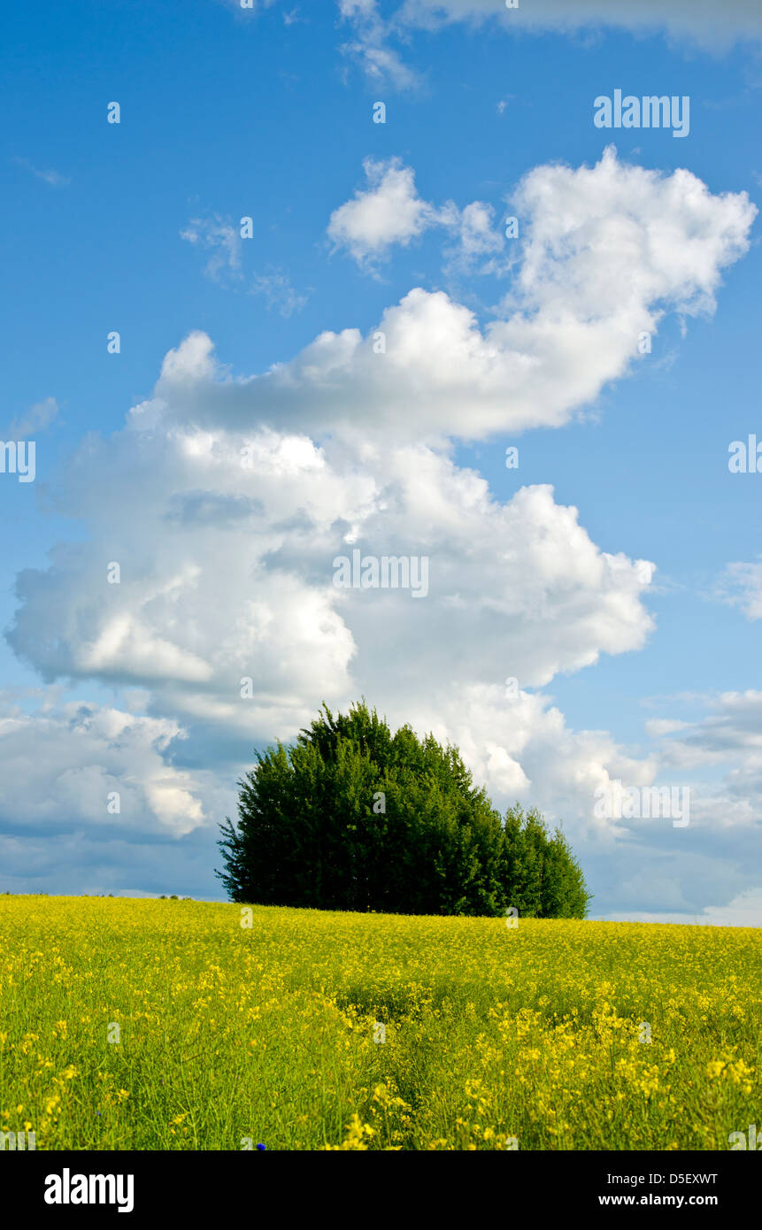 beautiful summer landscape with rapes field and clouds Stock Photo - Alamy
