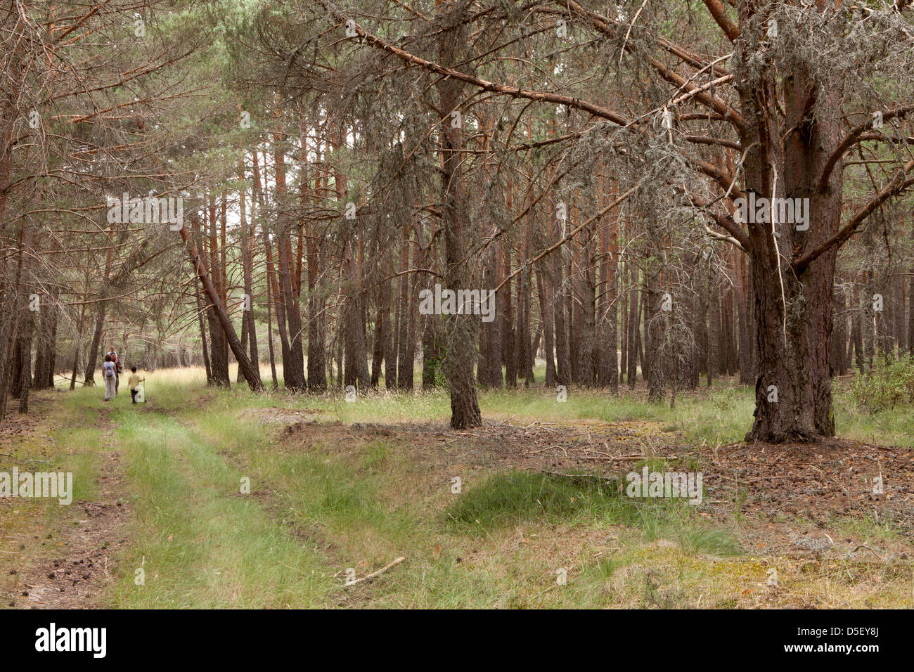 Reservoir of La Cuerda del Pozo in Abejar, Soria, Spain Stock Photo