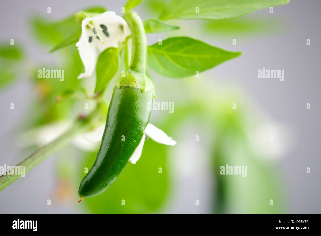 close up of green serrano chilies growing Stock Photo