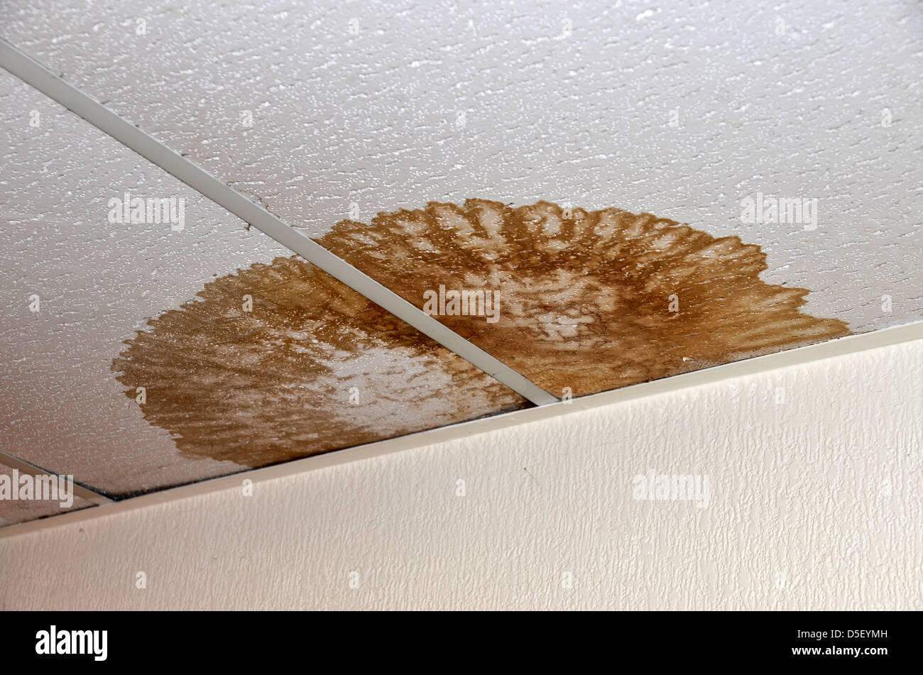 Water Stained Ceiling Tiles Number 3290 Stock Photo