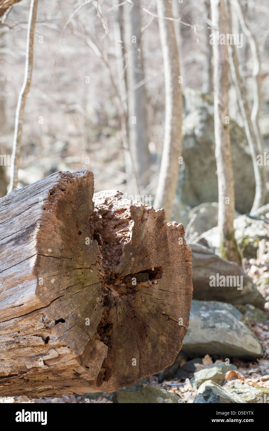 Spring time in a forest. Rotting bark of a tree lies in the Shenandoah National Park, Virginia Stock Photo