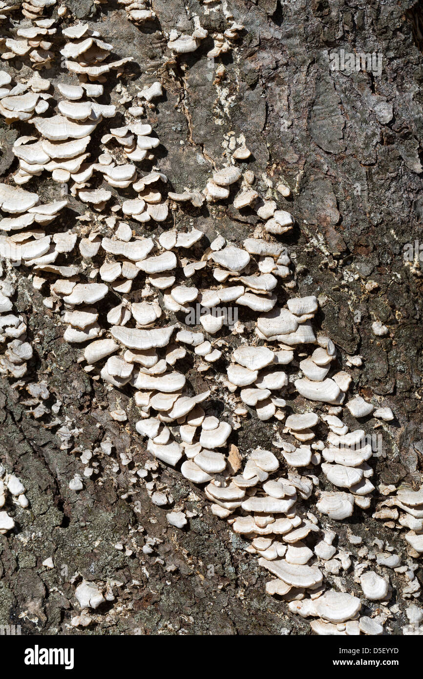 Spring time in a forest. Bark of a tree with wild mushrooms in the Shenandoah National Park, Virginia Stock Photo