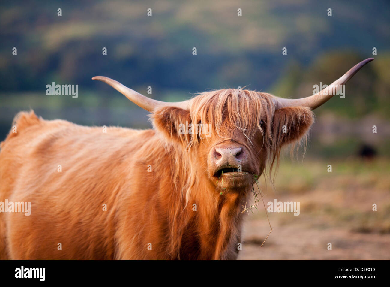 Highland cattle or Kyloe An ancient Scottish breed of beef cattle