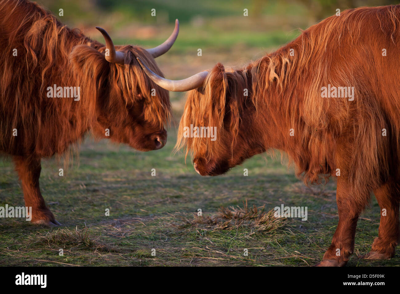 Highland cattle or Kyloe - An ancient Scottish breed of beef cattle, Highlands, Scotland Stock Photo