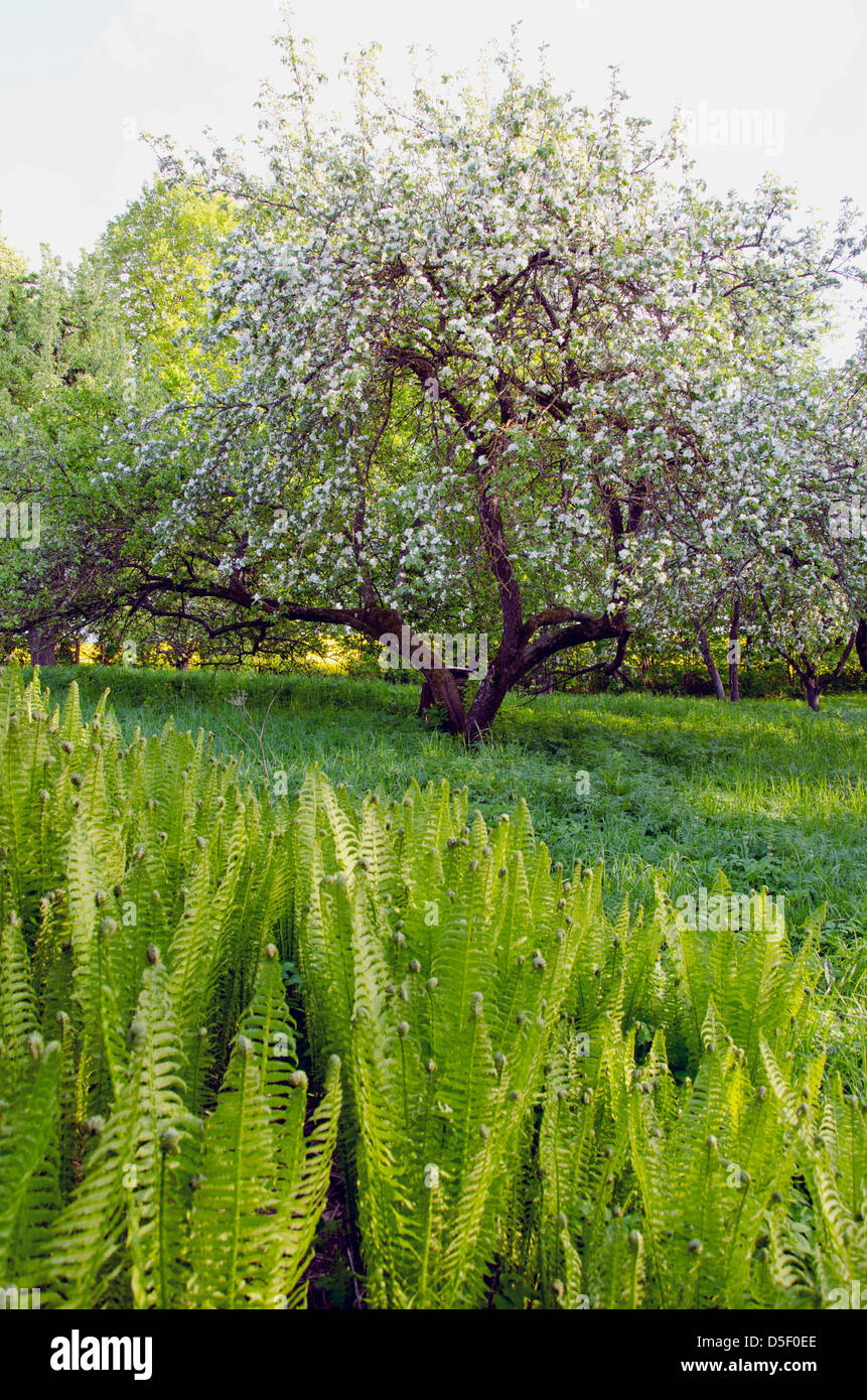 Tree fern spring garden hi-res stock photography and images - Alamy