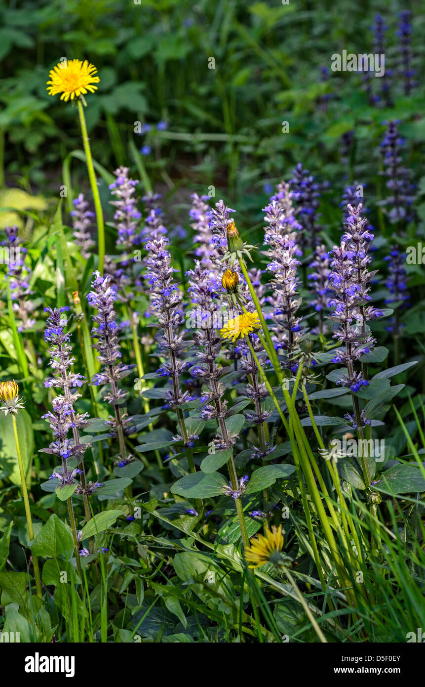 Wild meadow flowers Stock Photo - Alamy