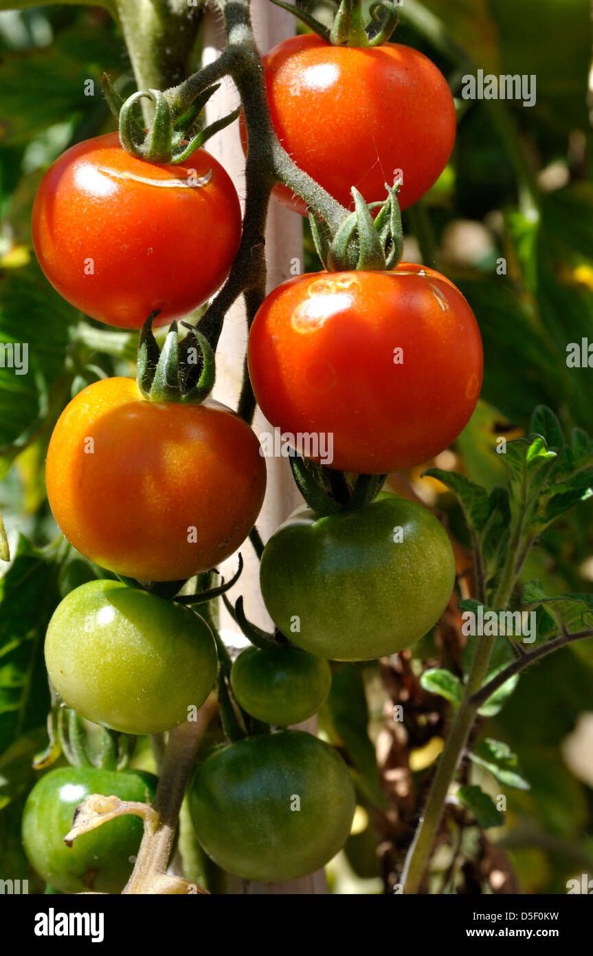 Close Up Of Organic Gardeners Delight Tomatoes Solanum