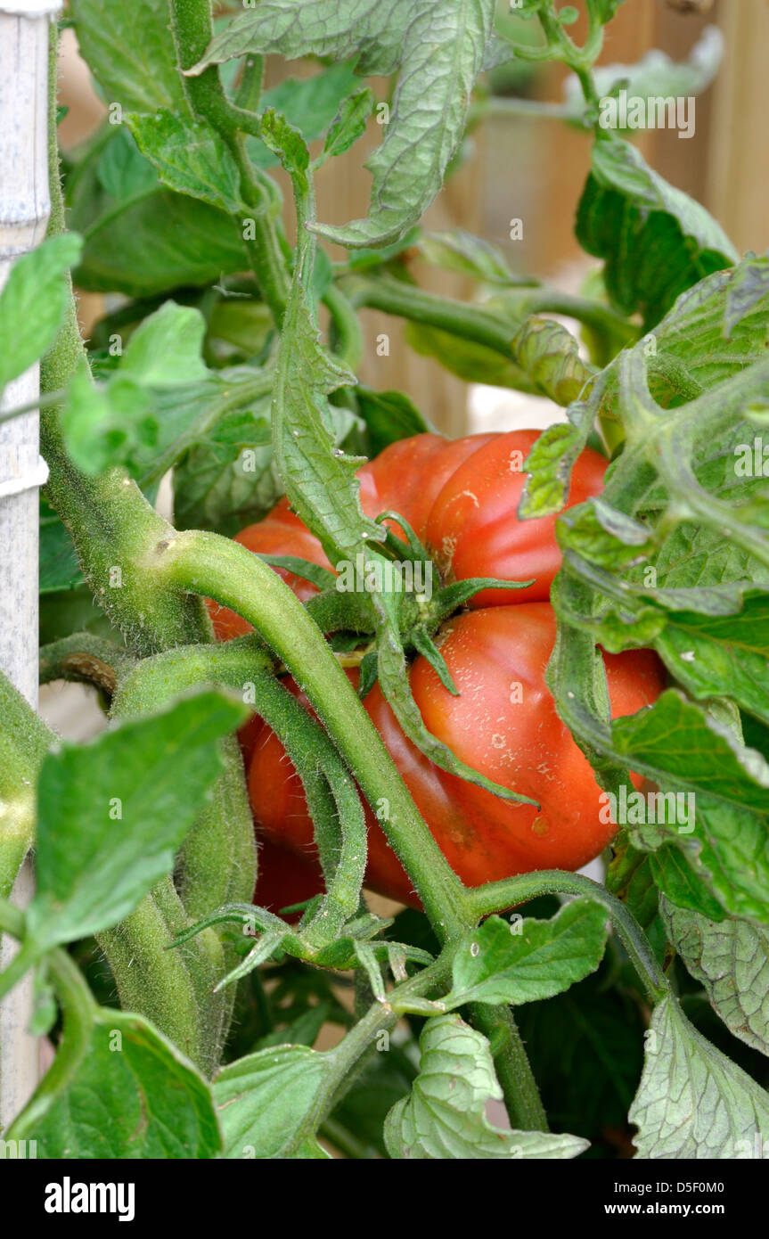 Close-up of Red Organic Marmande Tomato (Solanum Lycopersicum) growing on vine in garden Stock Photo