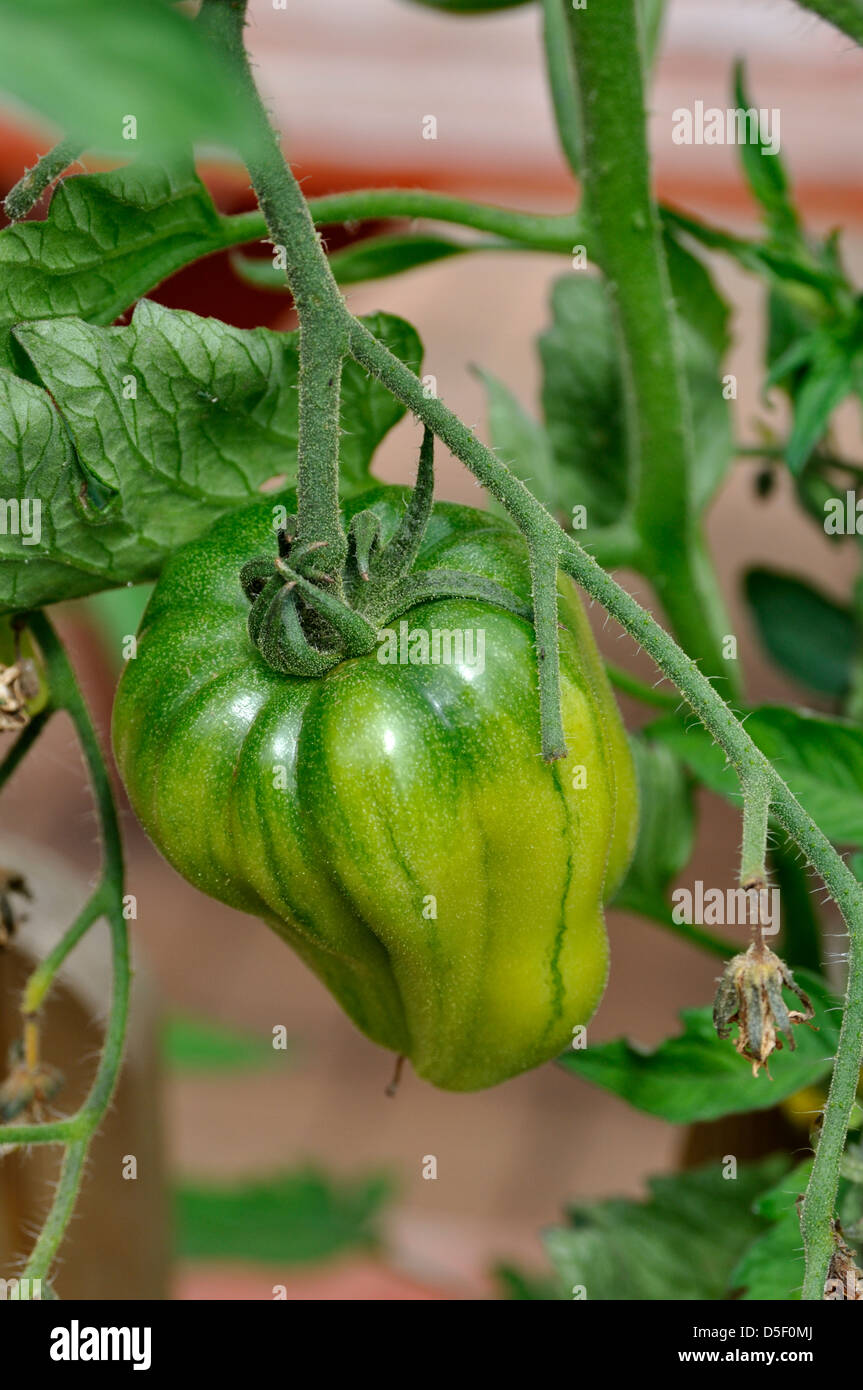 Close-up of Green Organic Marmande Tomato (Solanum Lycopersicum) growing on vine in garden Stock Photo