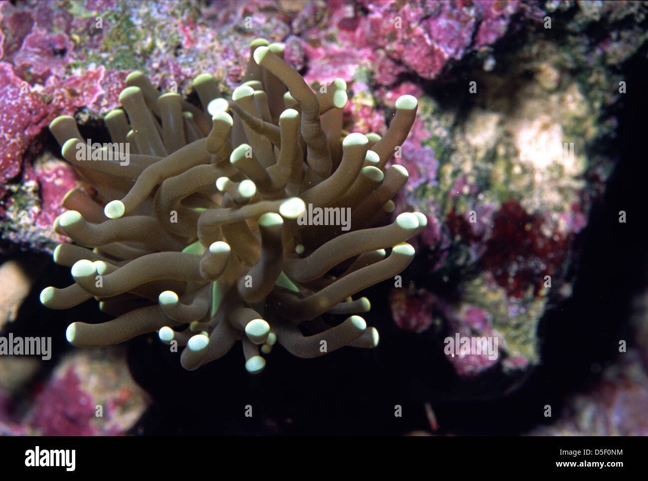 Aussie Torch Coral, Euphyllia glabrescens, Euphylliidae, Indo-pacific Ocean Stock Photo