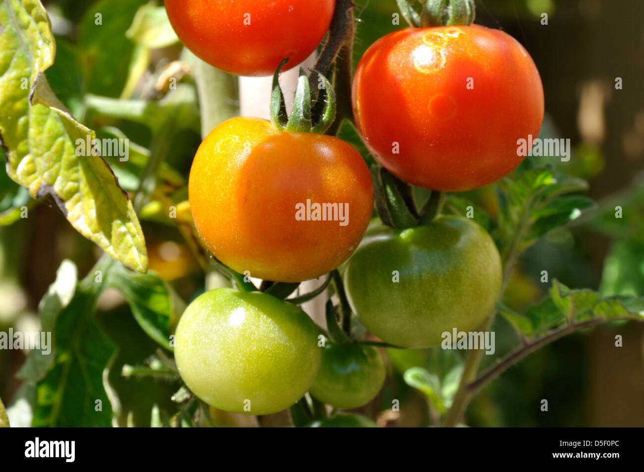 Close Up Of Organic Gardeners Delight Tomatoes Solanum