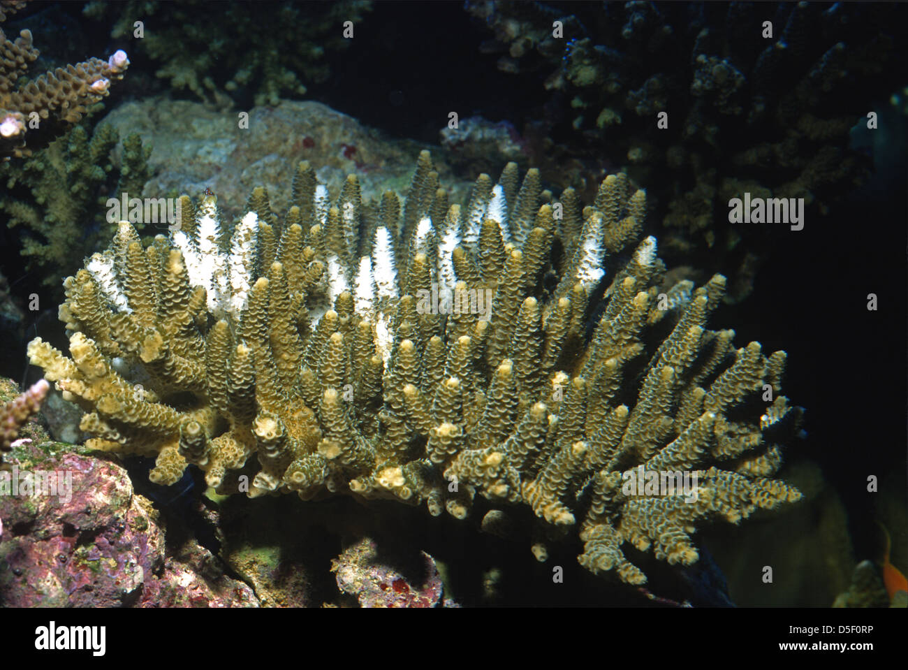 Acroporidae roberto nistri aquarium aquaria reef cnidaria horizontal hi ...