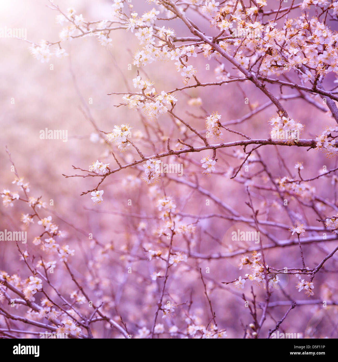 Beautiful tender cherry tree blossom in morning purple sun light, floral background, spring blooming flowers Stock Photo