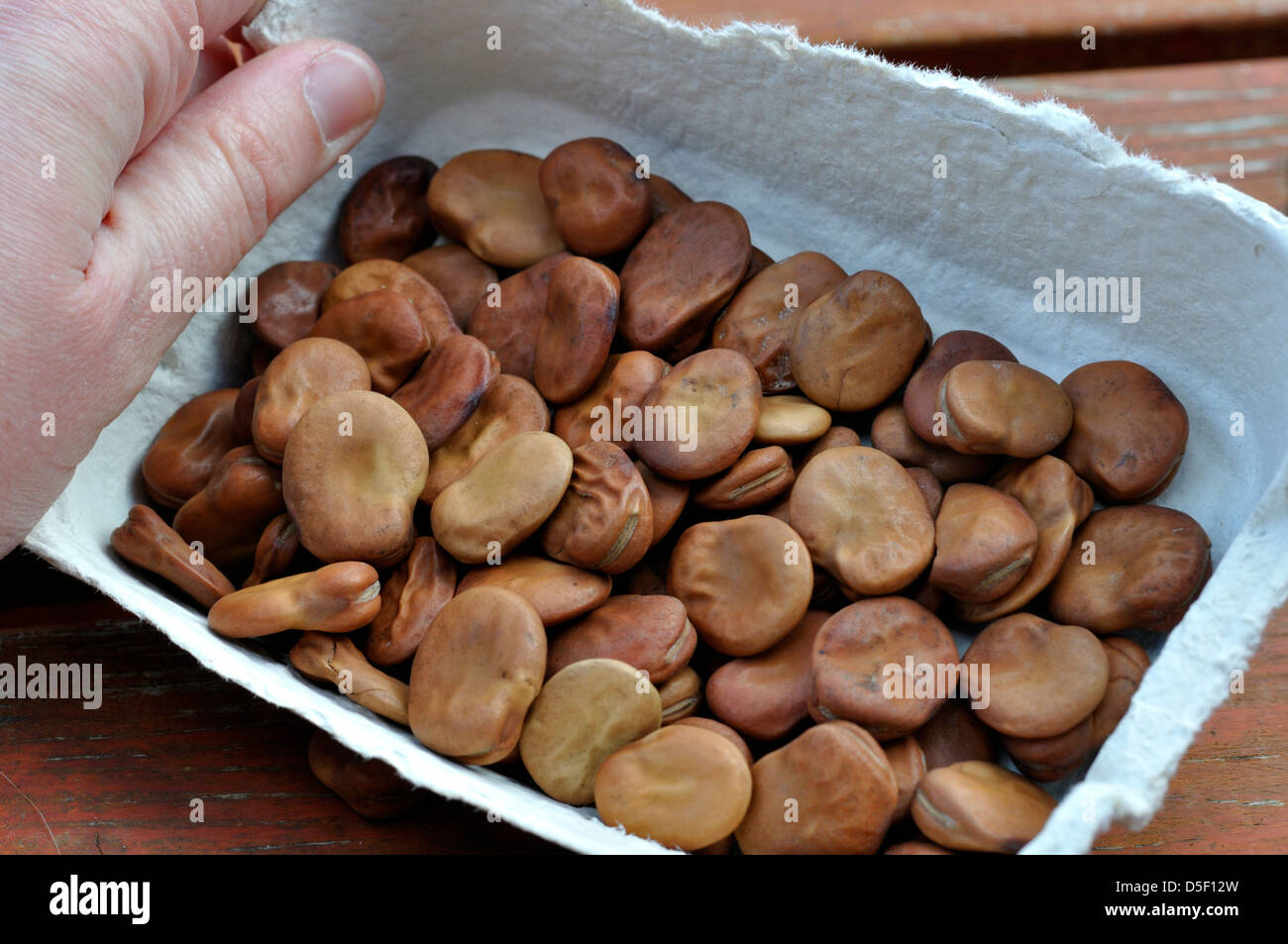 Organic Broad Bean Seeds (Witkiem Stock Photo Alamy