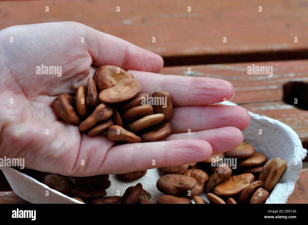 Broad bean sowing hand hi-res stock photography and images - Alamy