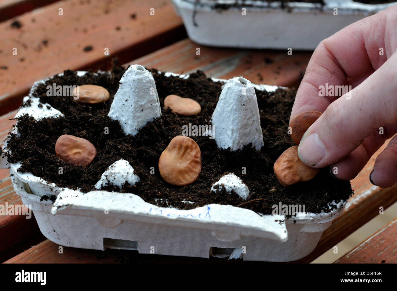 Broad bean sowing hand hi-res stock photography and images - Alamy