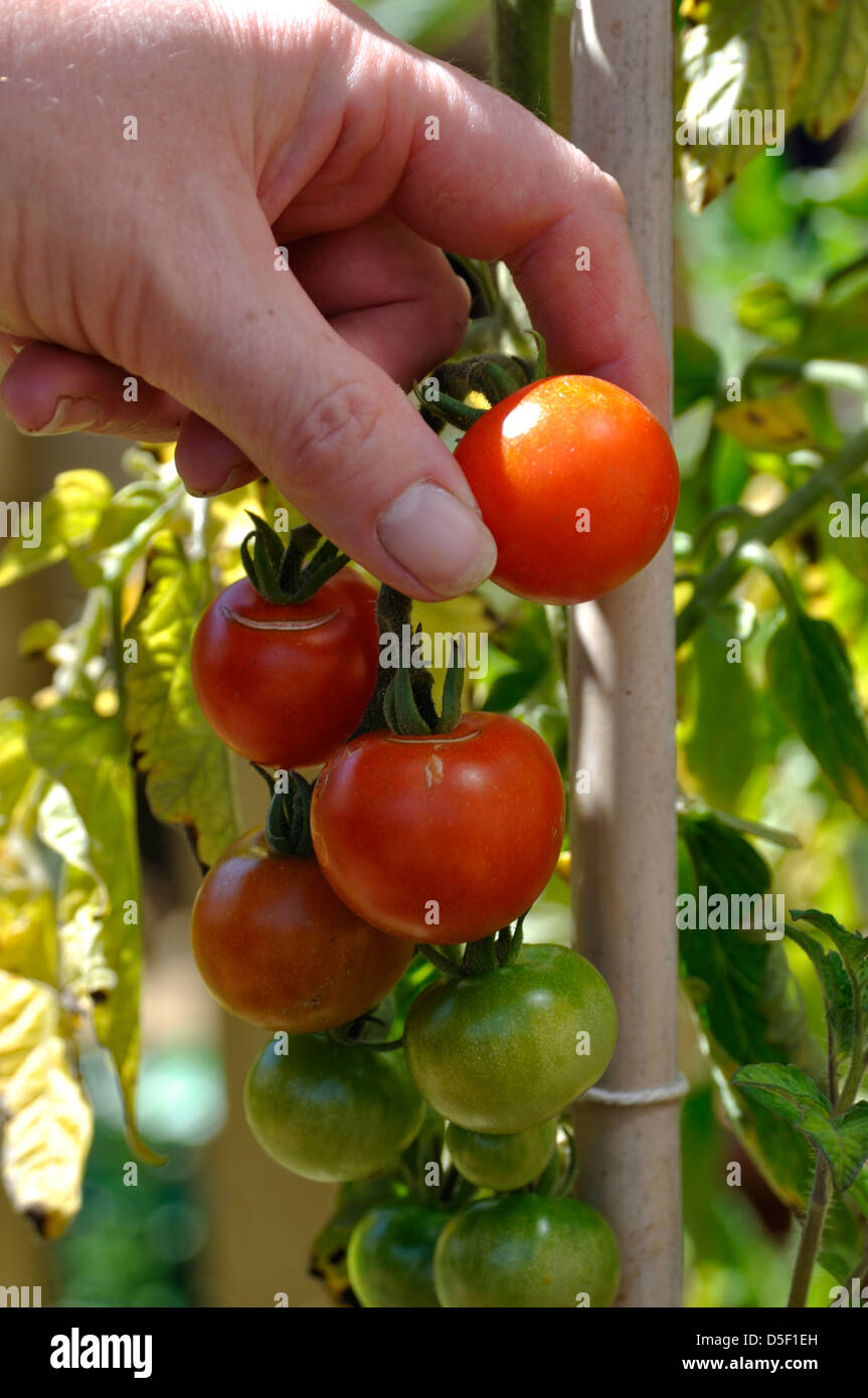 Gardeners delight tomatoes hires stock photography and images Alamy
