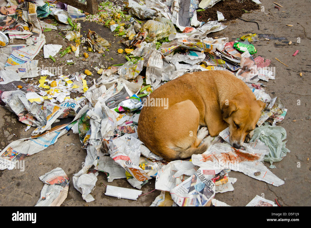 lonely dog sleeping on trash heap in Delhi street, India Stock Photo