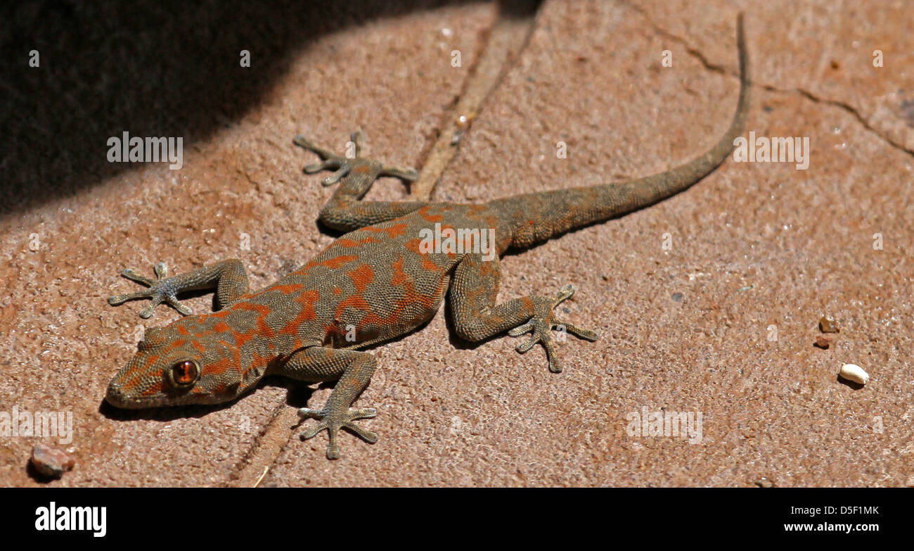 Reptile basking hires stock photography and images Alamy