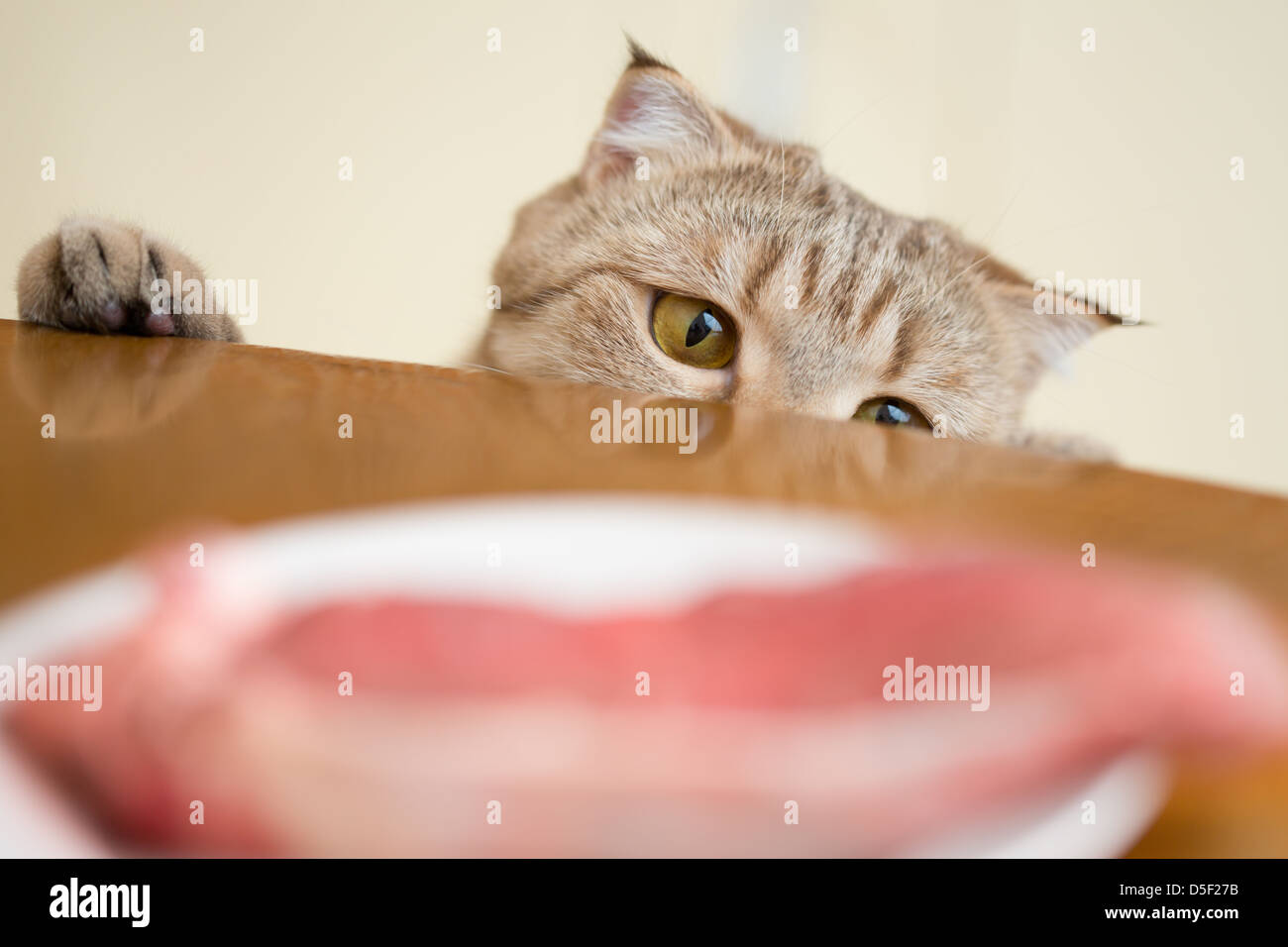 Cat trying to steal food from kitchen table Stock Photo