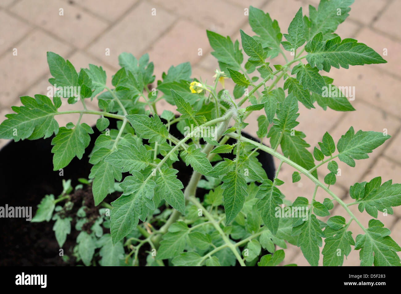Close-up of Organic Marmande Tomato Plant flowering in garden Stock Photo