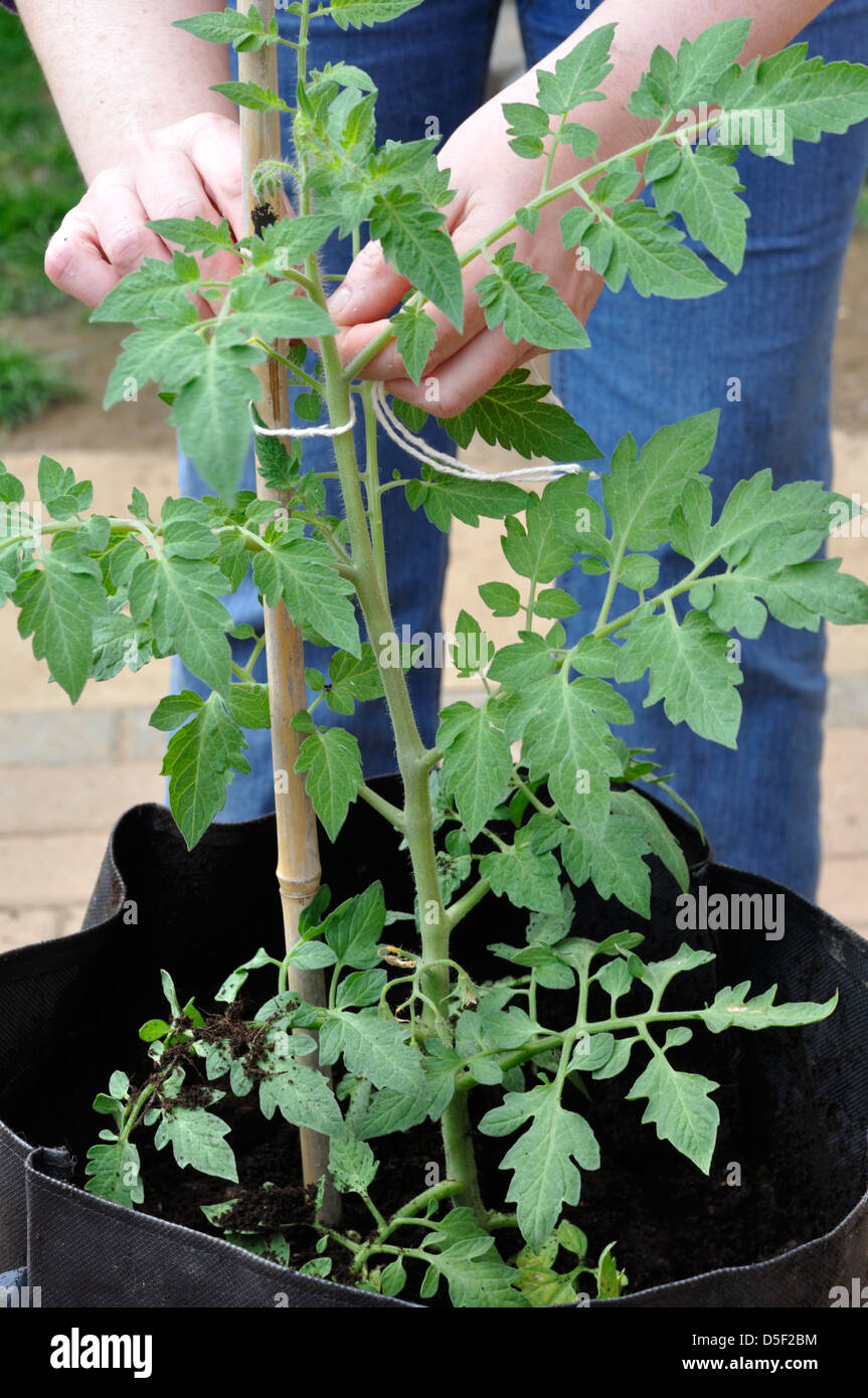 Organic Marmande Tomato Plant being tied to cane for support Stock Photo