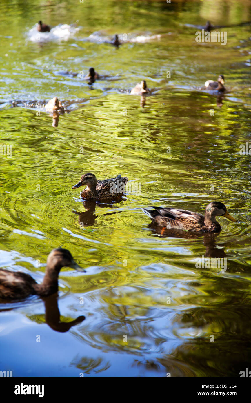 Ducks in water with soft green and blue reflections Stock Photo - Alamy