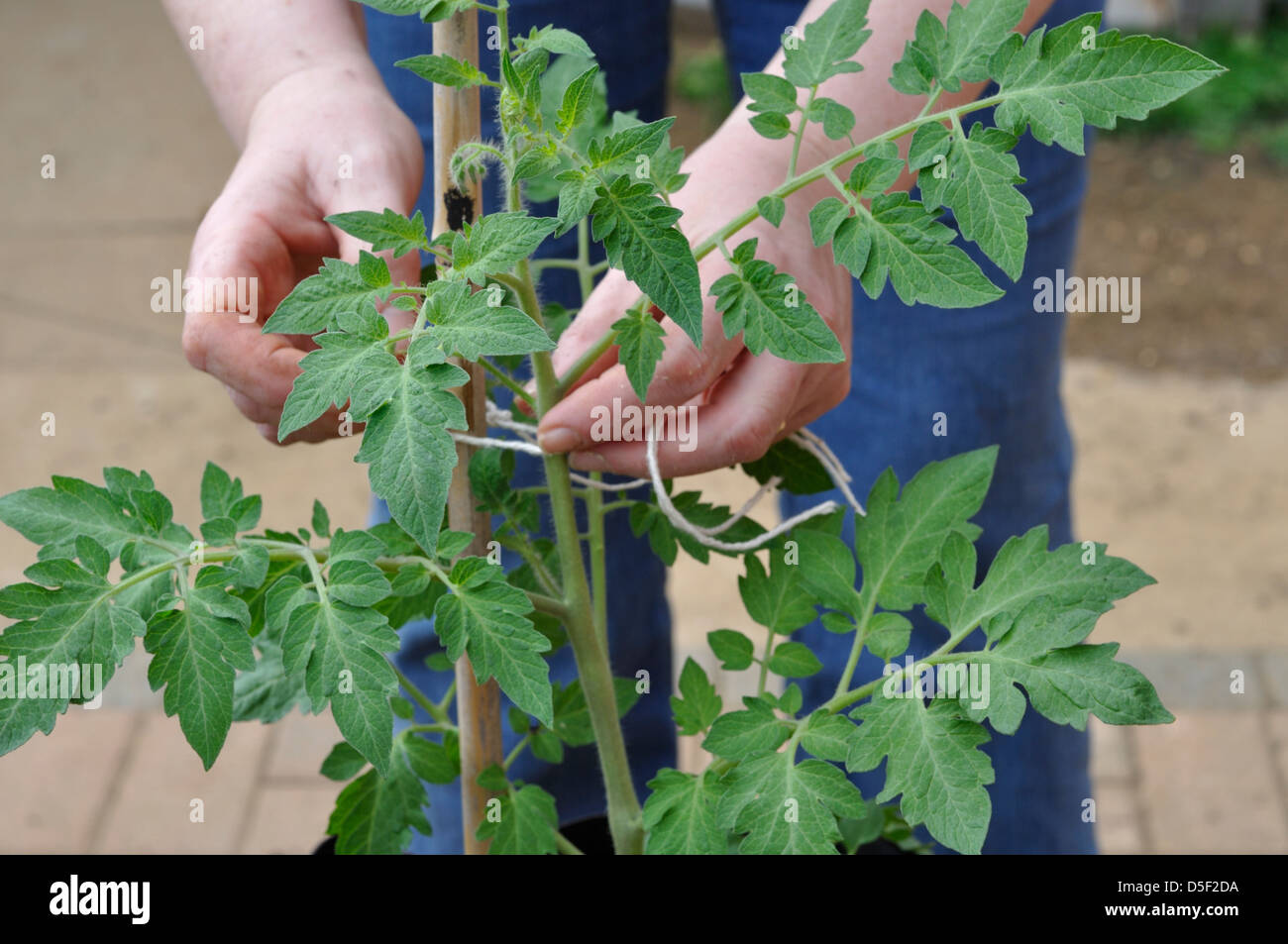 Close-up of Organic Marmande Tomato Plant being tied to cane for support Stock Photo