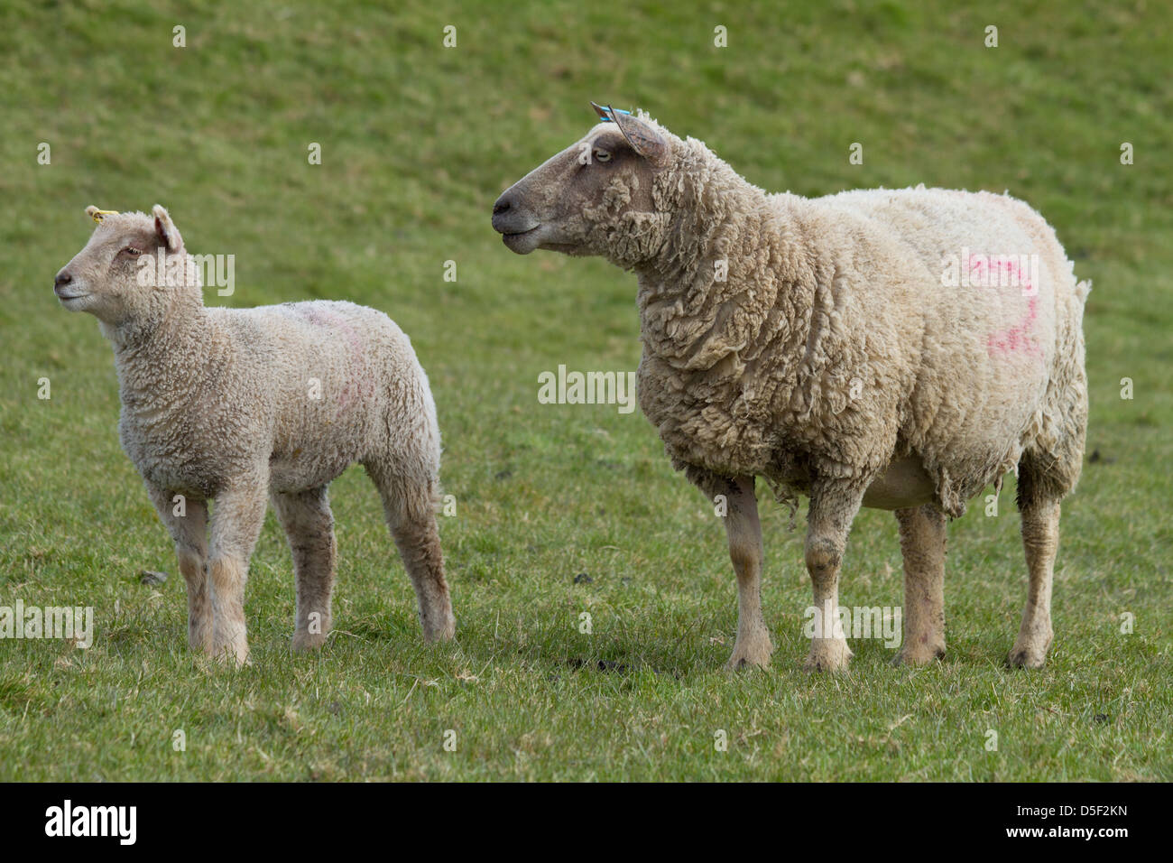 Ewe With Lamb Stock Photo - Alamy