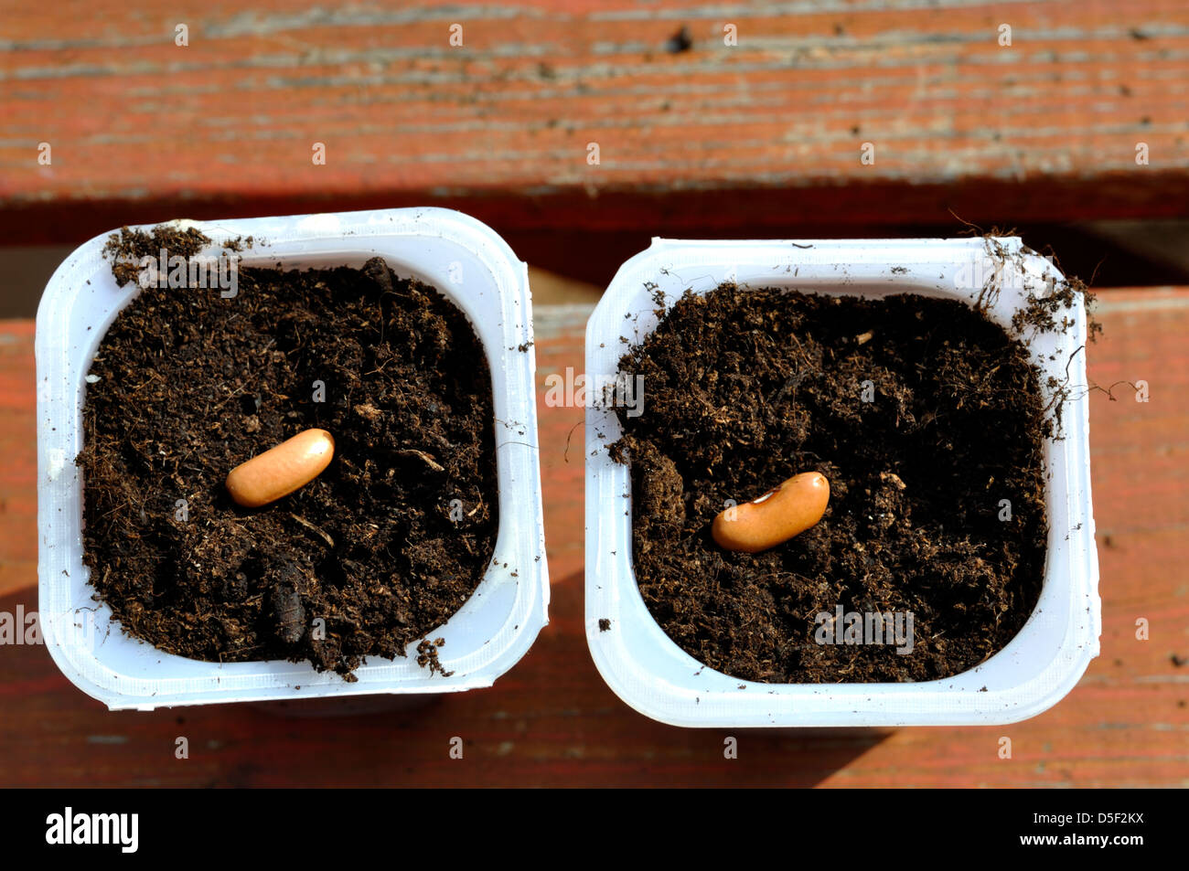 Organic Dwarf Bean (Maxi) Seeds being planted in pots Stock Photo