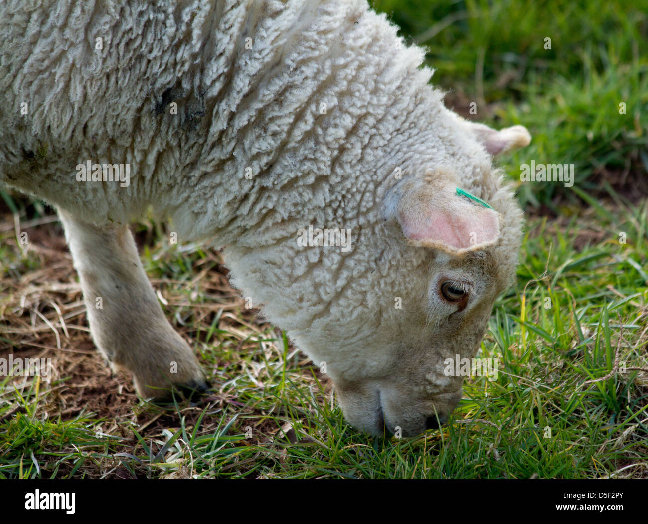Lamb eating grass Stock Photo Alamy