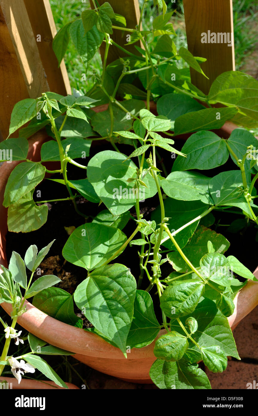 Organic Dwarf Beans (Maxi) growing in a container in garden Stock Photo Alamy