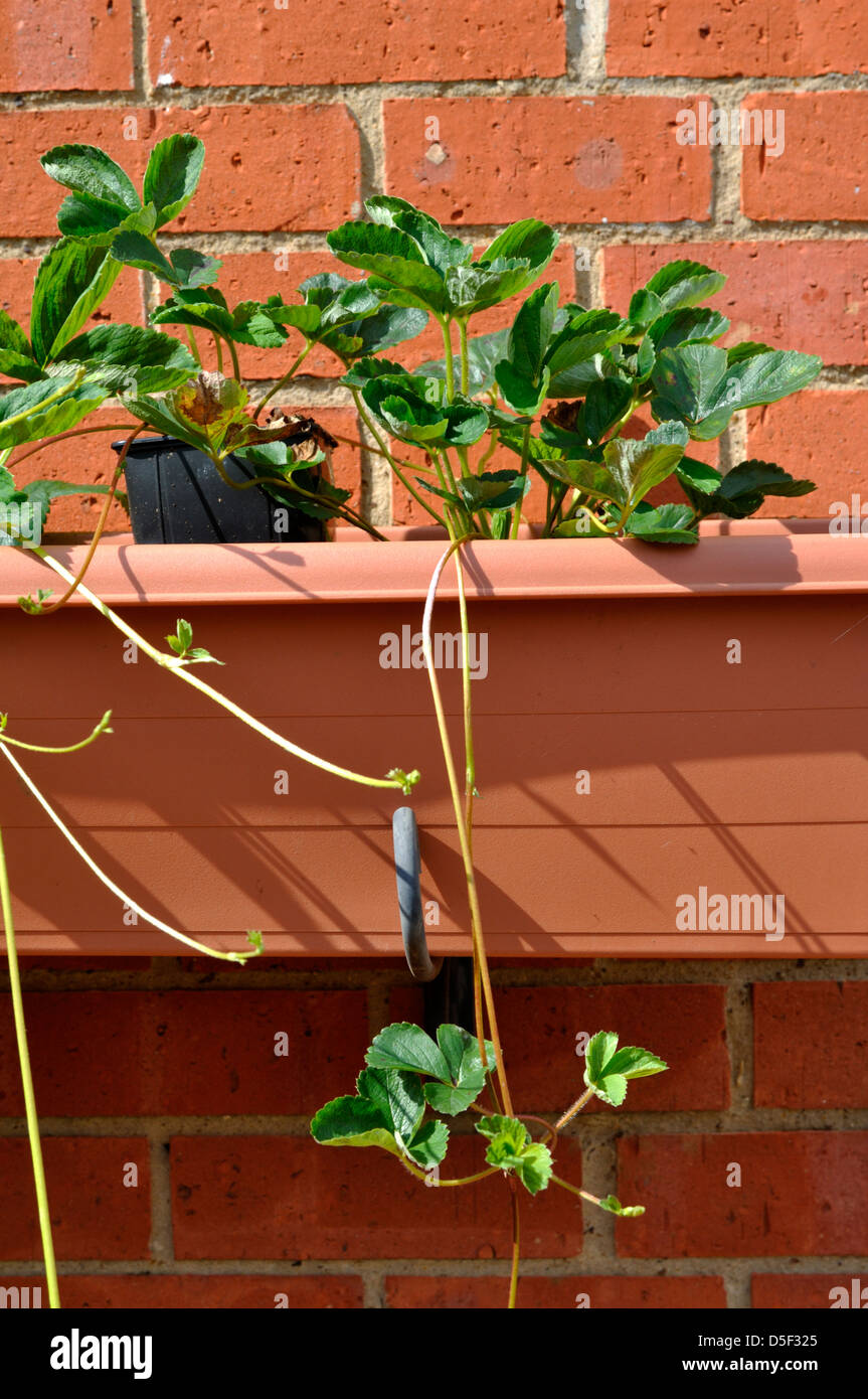 Framberry 'Red Dream' Runners trailing from main plant Stock Photo - Alamy