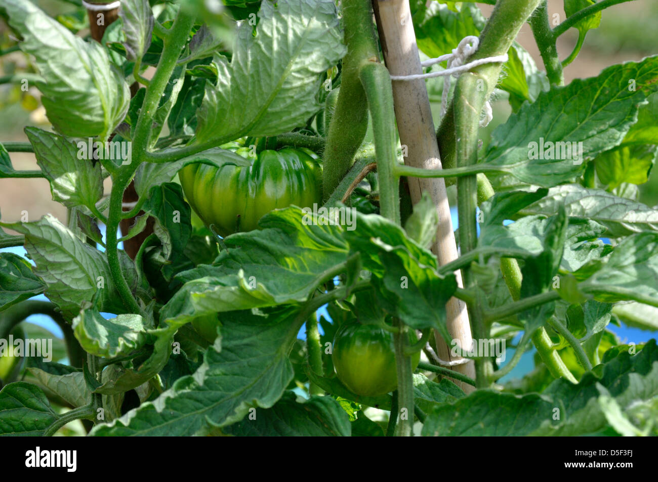 Marmande tomatoes hires stock photography and images Alamy