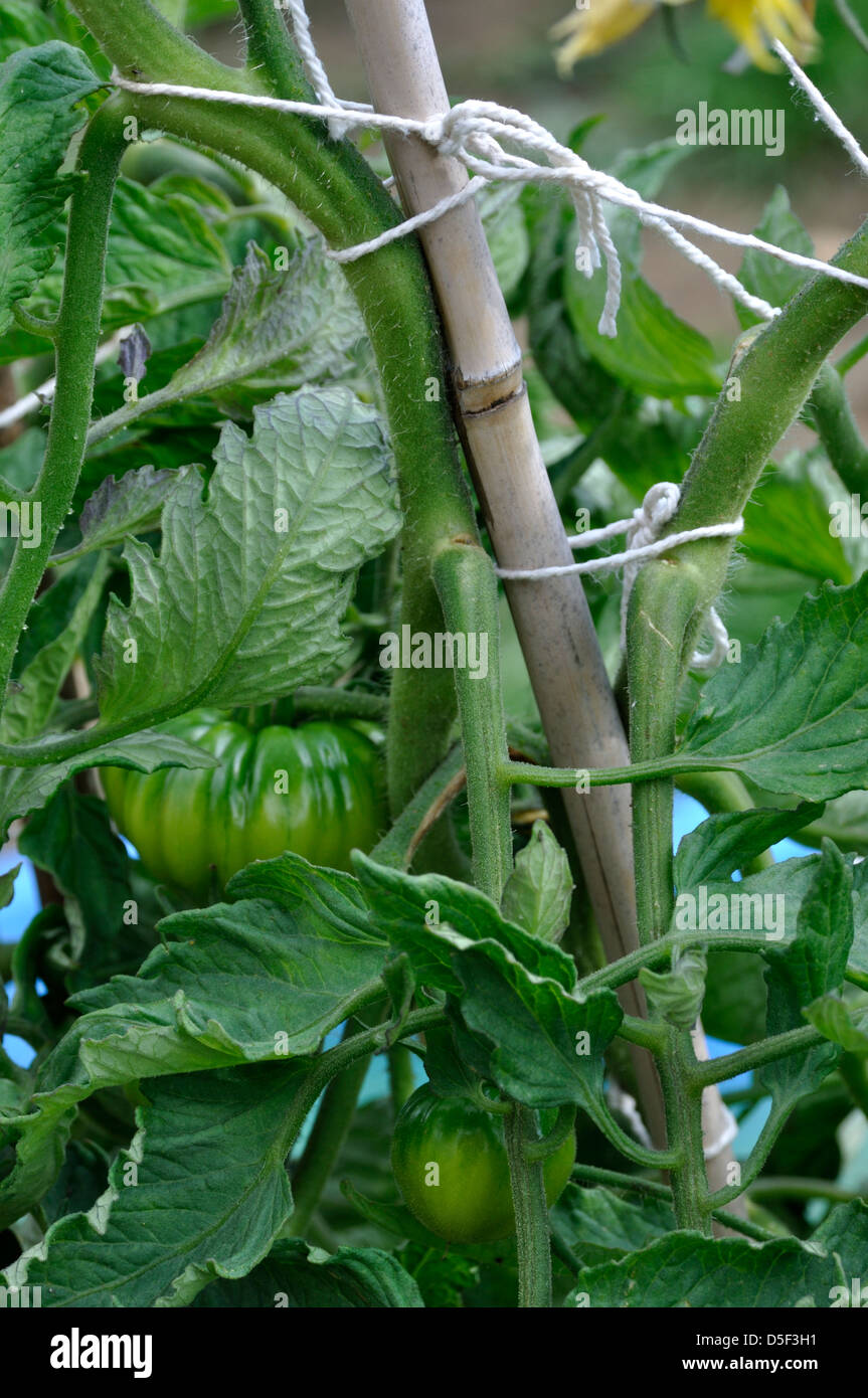 Marmande tomatoes hires stock photography and images Alamy