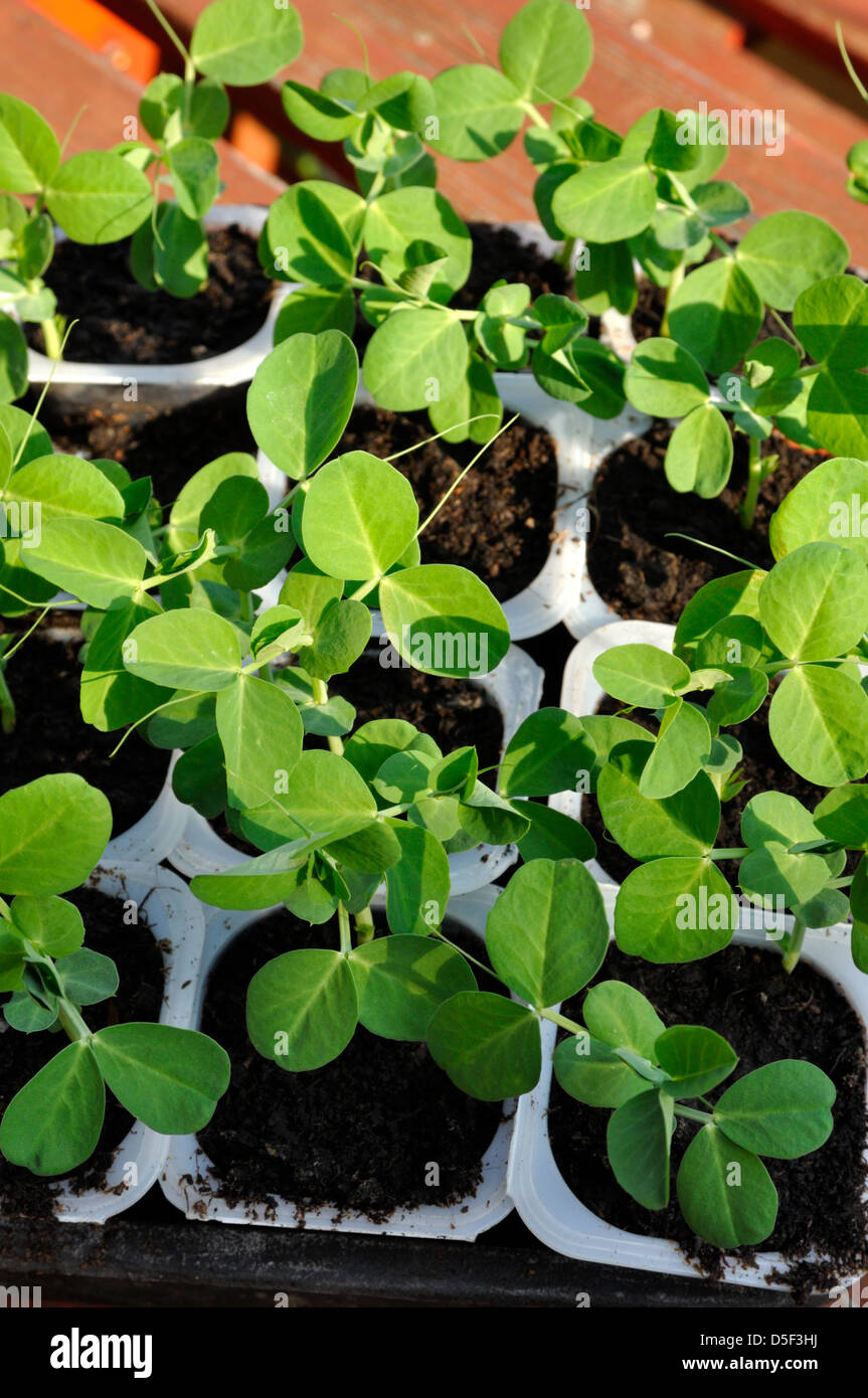 Organic Pea (Ambassador) seedlings growing in pots Stock Photo Alamy