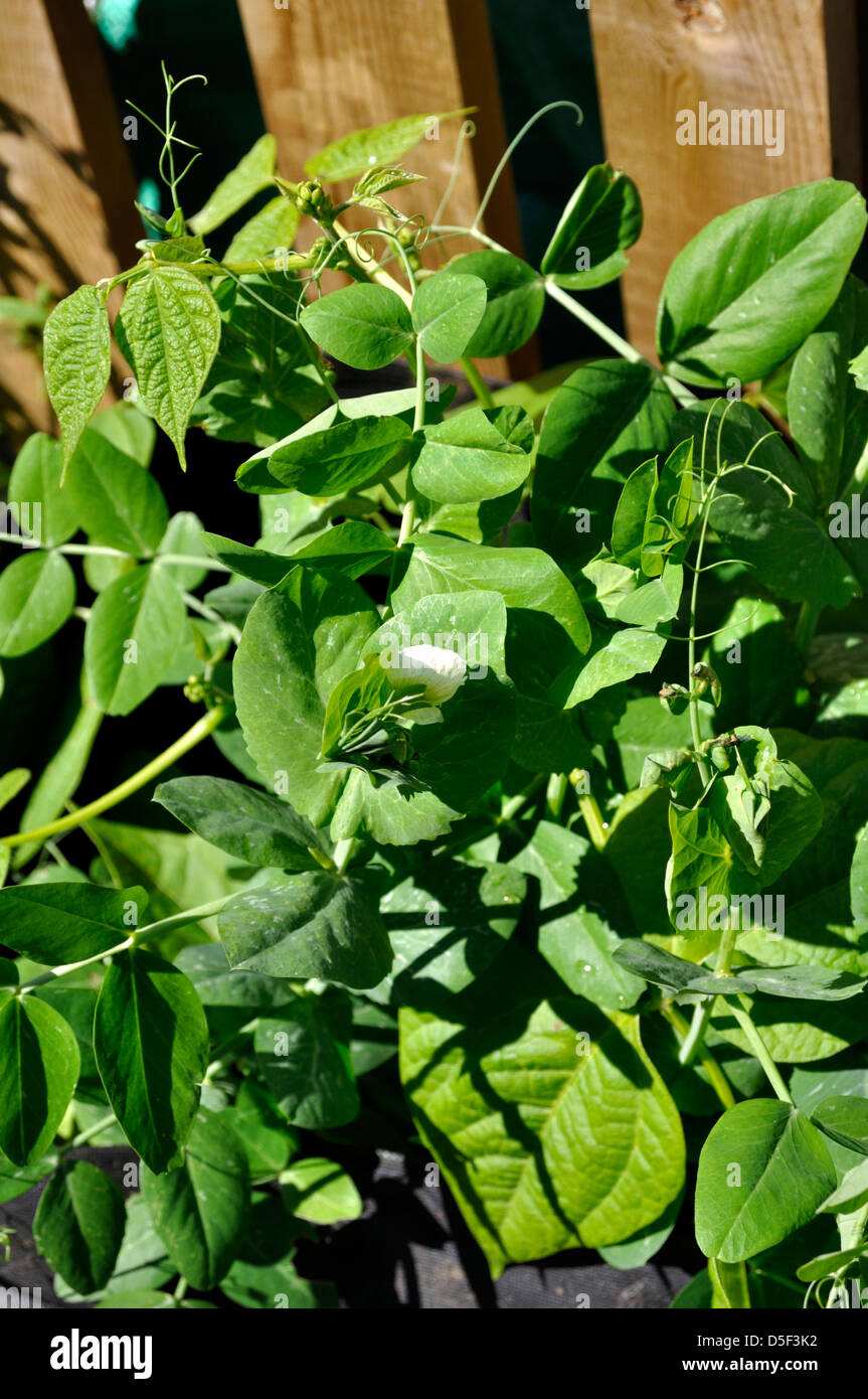 Dwarf beans plant uk hires stock photography and images Alamy