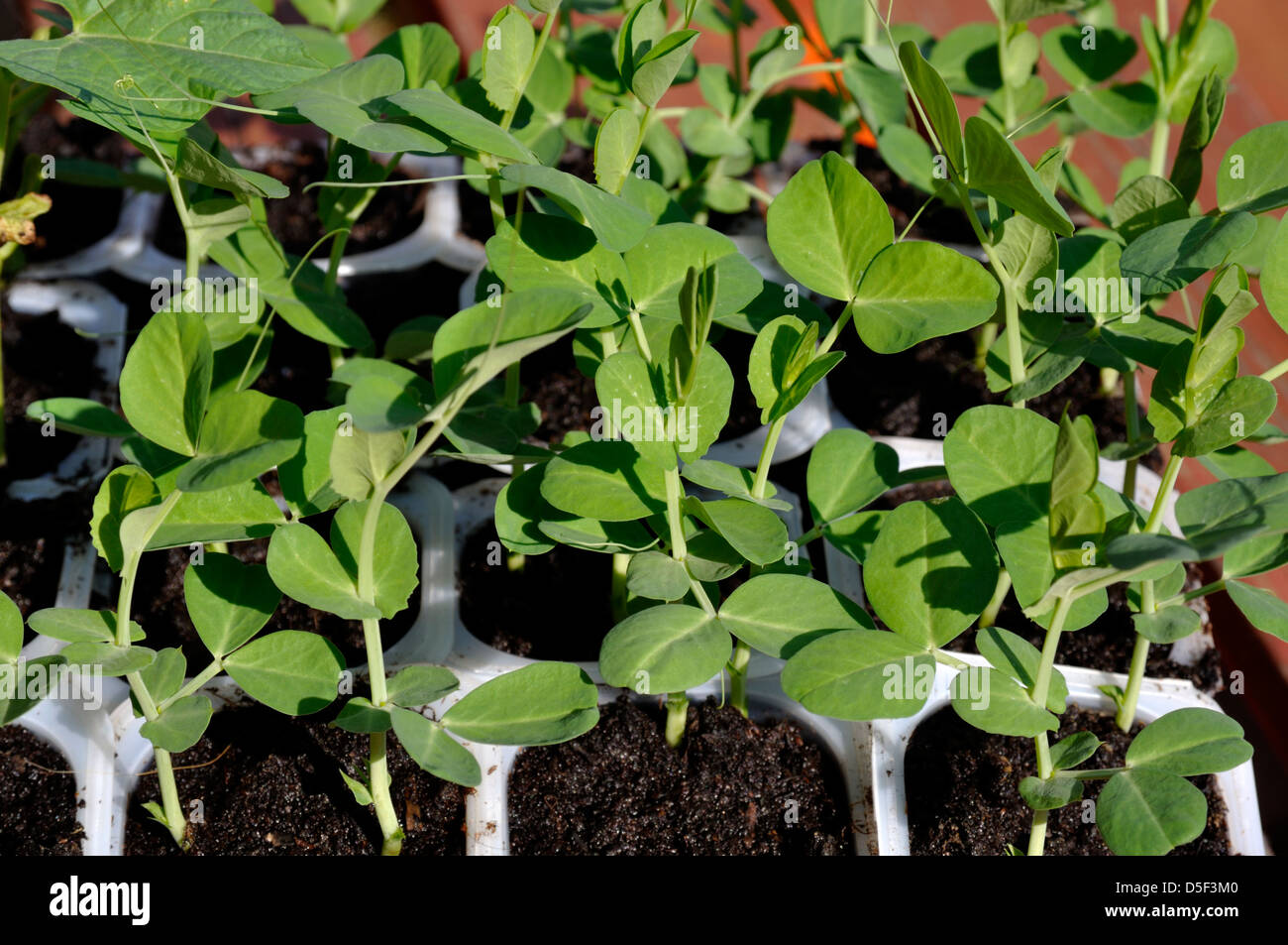 Organic Pea (Ambassador) and Dwarf Bean (Maxi) seedlings growing in