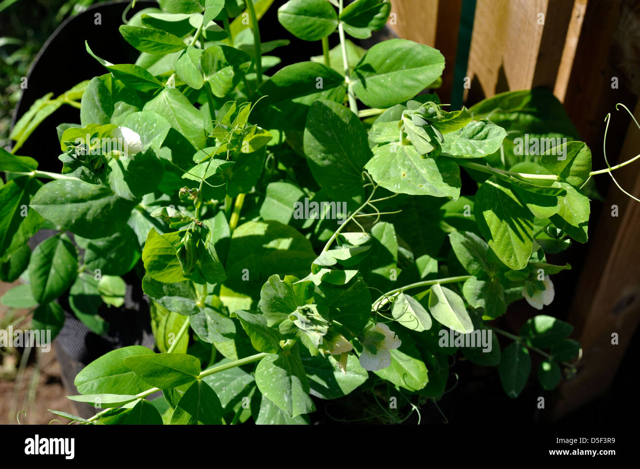 Organic Pea (Ambassador) and Dwarf Bean (Maxi) Plants growing together