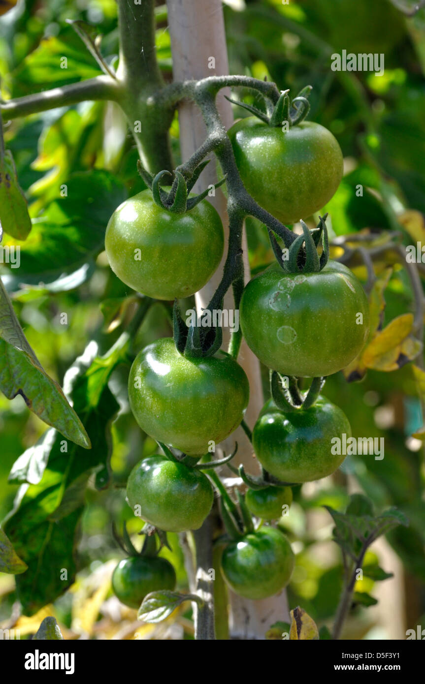 Green Organic Gardeners Delight Tomatoes (Solanum Lycopersicum) growing