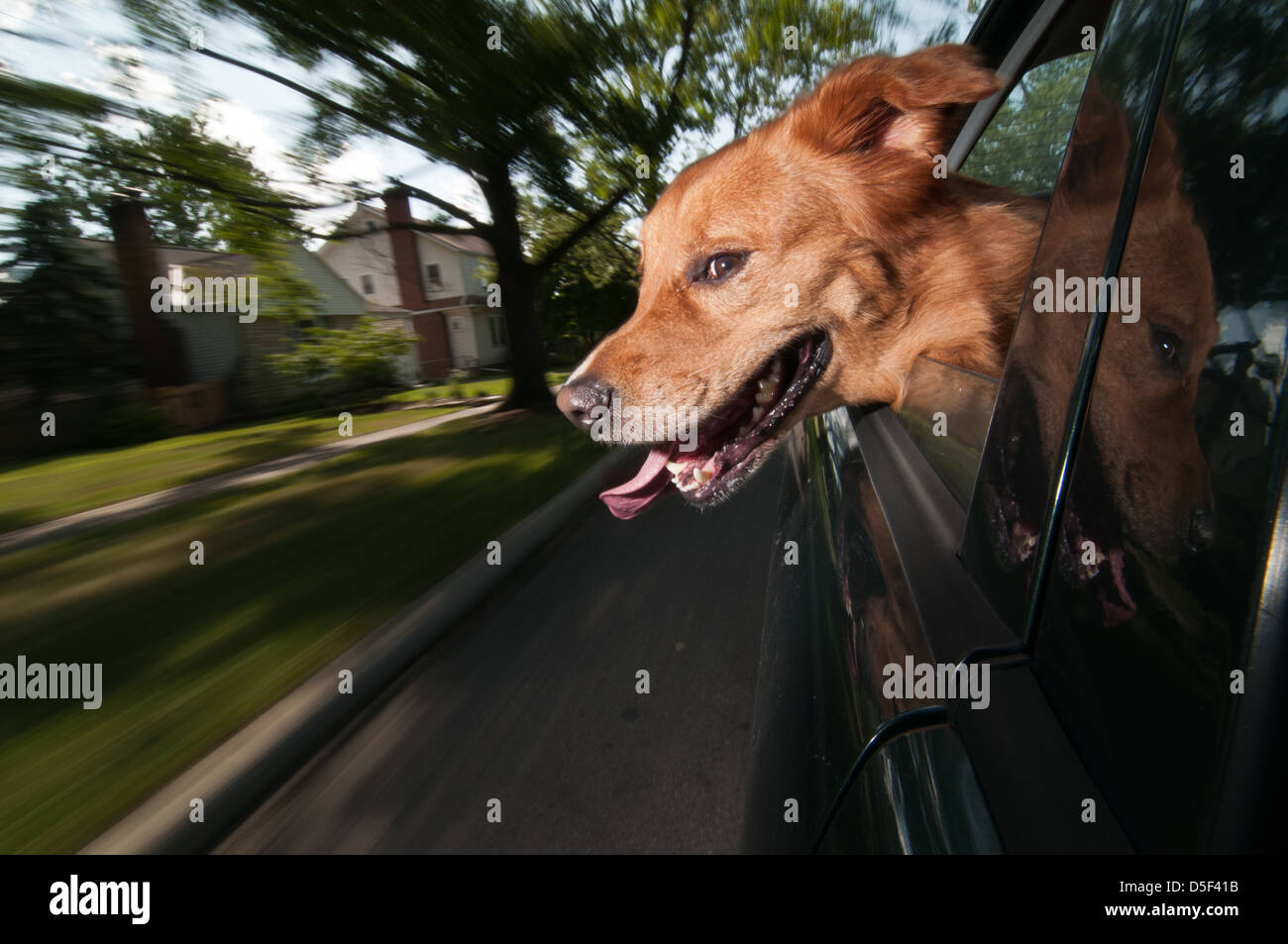 Dog out car window hires stock photography and images Alamy