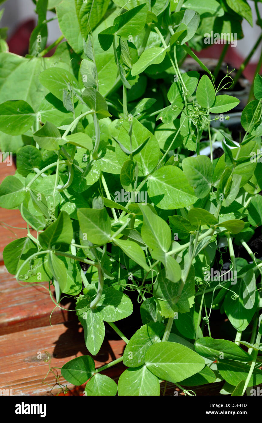 Organic Pea (Ambassador) seedlings growing in pots with Dwarf Bean